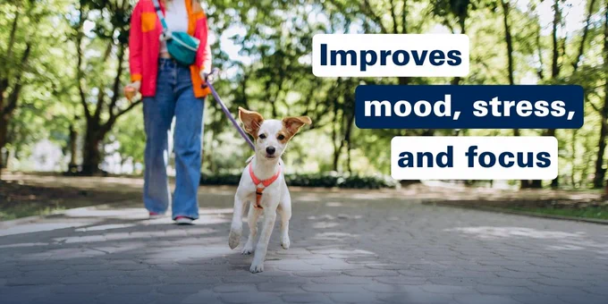 Person walking a small dog on a tree-lined path, promoting improved mood, stress relief, and focus.
