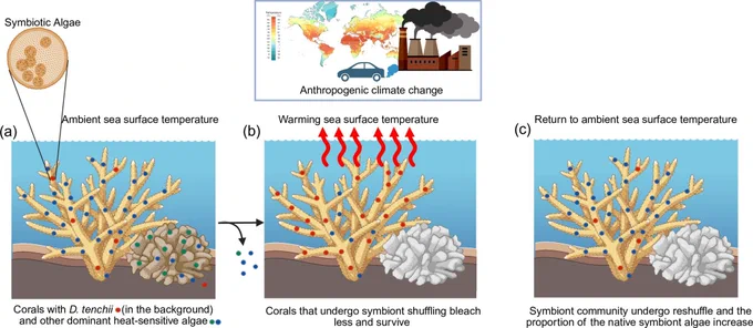 An illustrated image showing the corals with the symbiotic algae in three different temperatures. 
