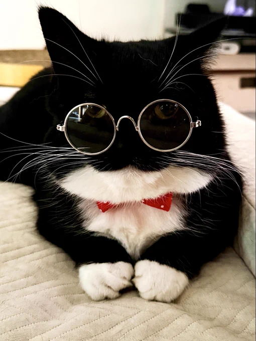 A black-and-white cat wearing round glasses and a red bow tie