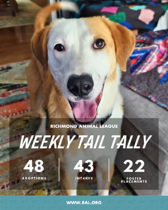 Happy tan-and-white dog with text overlay: Richmond Animal League weekly tail tally—48 adoptions, 43 intakes, 22 foster placements. www.ral.org