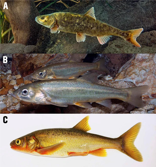 Thomas F. Turner, Thomas E. Dowling, Paul C. Marsh, Robert W. Clarkson, David L. Propst, Steven P. Platania, Megan J. Osborne, Guilherme Caeiro-Dias "Holistic Species Delimitation Supports Recognition of Multiple Lineages in the 𝐺𝑖𝑙𝑎 𝑟𝑜𝑏𝑢𝑠𝑡𝑎 Complex of the American Southwest," Ichthyology & Herpetology, 114(2), 190-203, (15 May 2026)