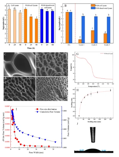 Degradation characteristic of the extracellular ampR gene on the pUC19 plasmid by immobilized PAM cell lysates and the physicochemical properties of the PAM cell lysates.