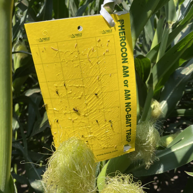 yellow sticky trap in corn field