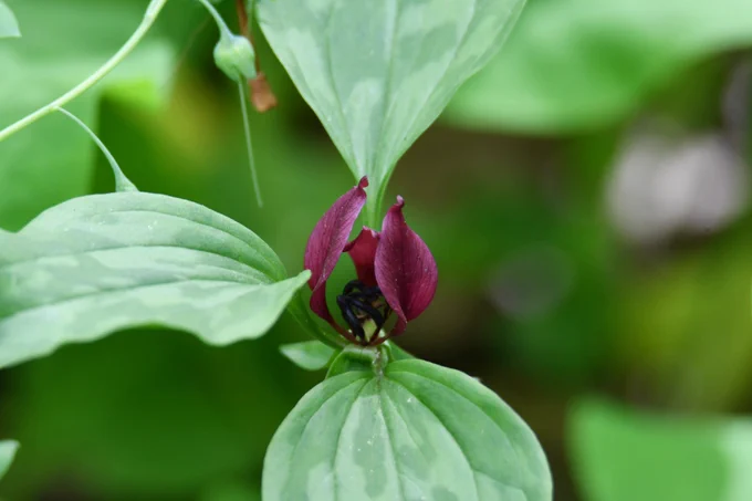 Prairie trillium growing with red flower petals.