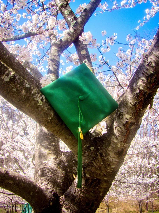 A green Mason graduation cap with a matching tassel hangs from a tree branch covered in soft pink cherry blossoms. The bright blue sky behind the blooms creates a fresh, springtime backdrop, giving the scene a celebratory, hopeful feeling.