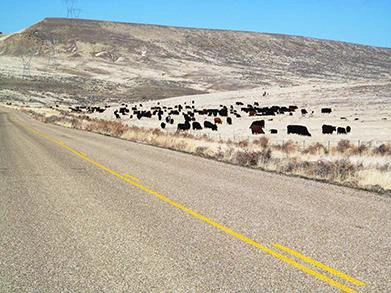 Cattle grazing in Great Basin area. (Photo by Ben Sitz, Boise District Bureau of Land Management).