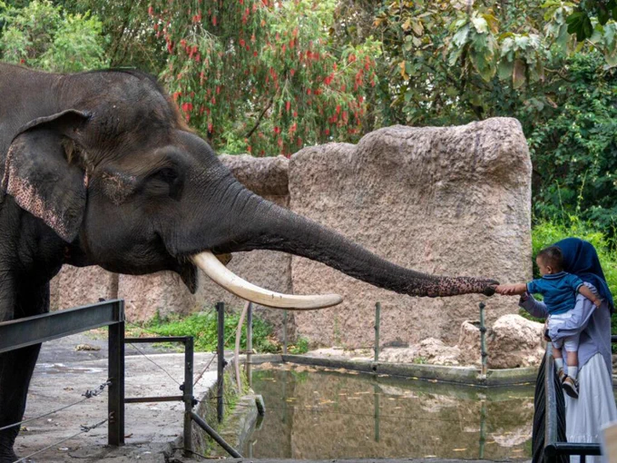 A baby held by their mother touches an elephant's trunk at the zoo