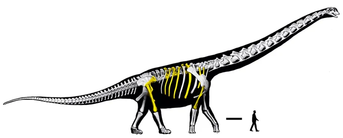 Skeletal reconstruction with specimens highlighted in yellow. Credit: Thitiwoot (Perth) Sethapanichsakul et al