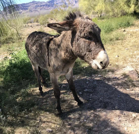 A gray donkey standing on a rocky dirt path with sparse vegetation and mountains in the background under bright sunlight.