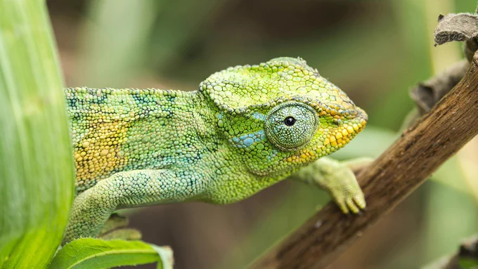Vibrant green chameleon on branch