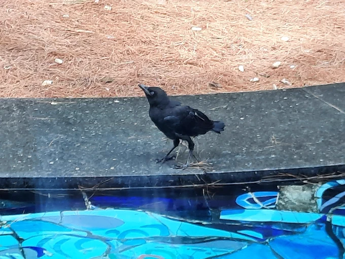 A young crow walking around the Great Lakes Fountain at the Michigan Library and Historical Center.