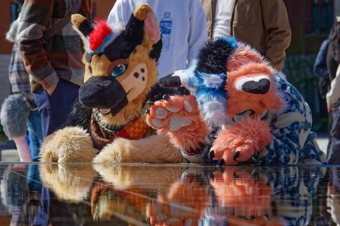 Orange and blue fox making a small splash on a water feature with his paws, with a german shepherd next to him