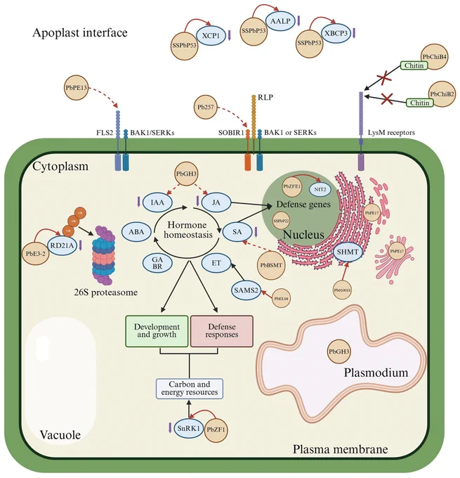Fig. 1.
Known molecular interactions between characterized Plasmodiophora brassicae effectors and their plant targets. P. brassicae effectors are shown in orange, and plant targets, including proteins and hormone pathways, are shown in blue. Red arrows show effector–plant interactions (solid and dashed arrows represent confirmed and unconfirmed protein interactions, respectively). Black arrows indicate interactions or connections between plant processes. Purple arrows next to plant targets represent a reduction in activity or levels following effector interaction. Figure was created in BioRender.