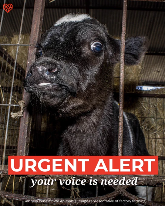 A young calf stands in a small metal enclosure. The overlay text reads, "URGENT ALERT your voice is needed." The image is by Gabriela Penela for We Animals, highlighting factory farming conditions.