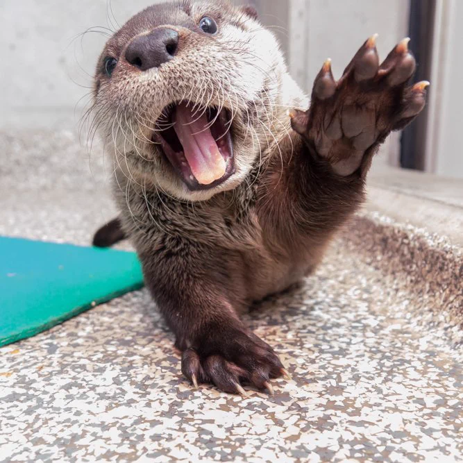 River otter pup with a paw up