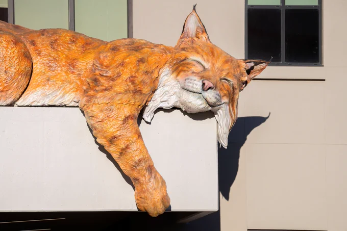 Large sculpture of a relaxed orange lynx draped over the edge of a building ledge in bright sunlight.