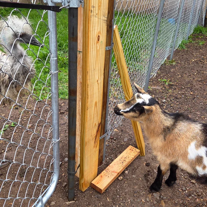 A small brown-and-white goat stands beside a partially built wooden fence, staring intently at a shaggy emu on the other side of a chain-link gate. The scene looks less like a farm enclosure and more like a tense cross-functional governance meeting between two departments with unresolved concerns.