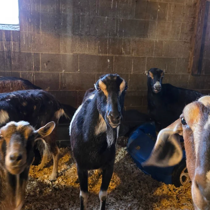 Five goats stand together in a dim barn covered in wood shavings, staring directly at the camera like a leadership committee assembled for a tense strategic meeting. The central goat looks deeply skeptical, while two nearby goats appear to have arrived with only a minimal amount of ears, raising serious concerns about organizational listening practices.