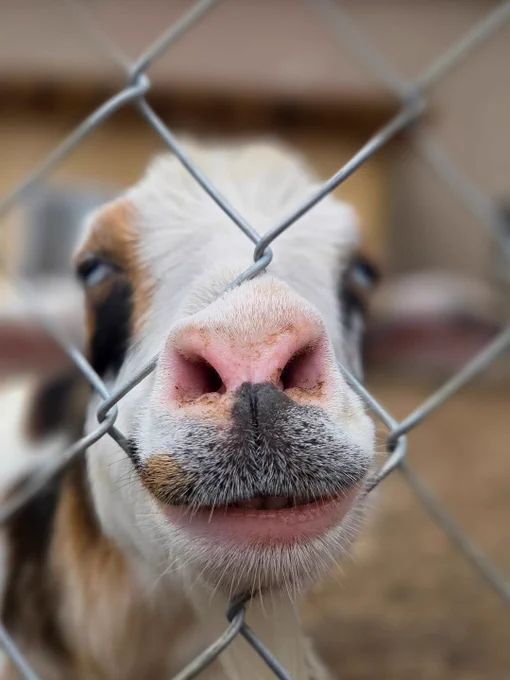 An extremely close-up photo of a goat pressing its nose and mouth through a chain-link fence while staring directly into the camera. The goat appears deeply determined to participate in the conversation whether invited or not.