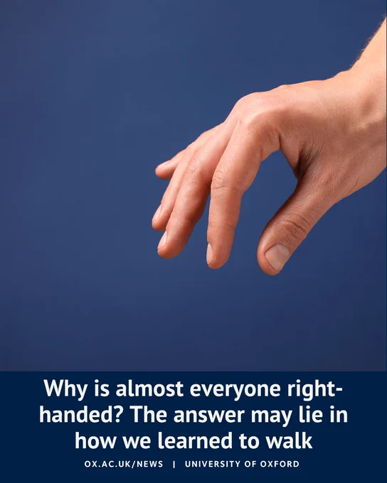A close-up image of a human right hand against a blue background. Text at the bottom reads: “Why is almost everyone right-handed? The answer may lie in how we learned to walk.” Below this is the University of Oxford branding and website URL.