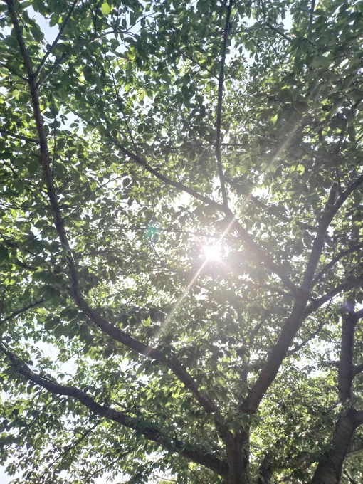 こもれび