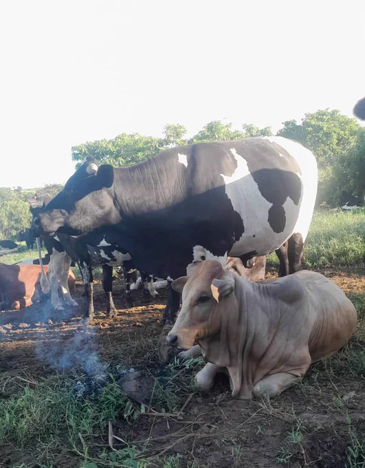 Village life
