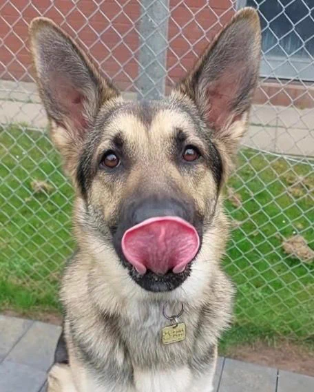 Picture shows a German Shepard looking at the camera with its ears up and its tongue slooped over its nose