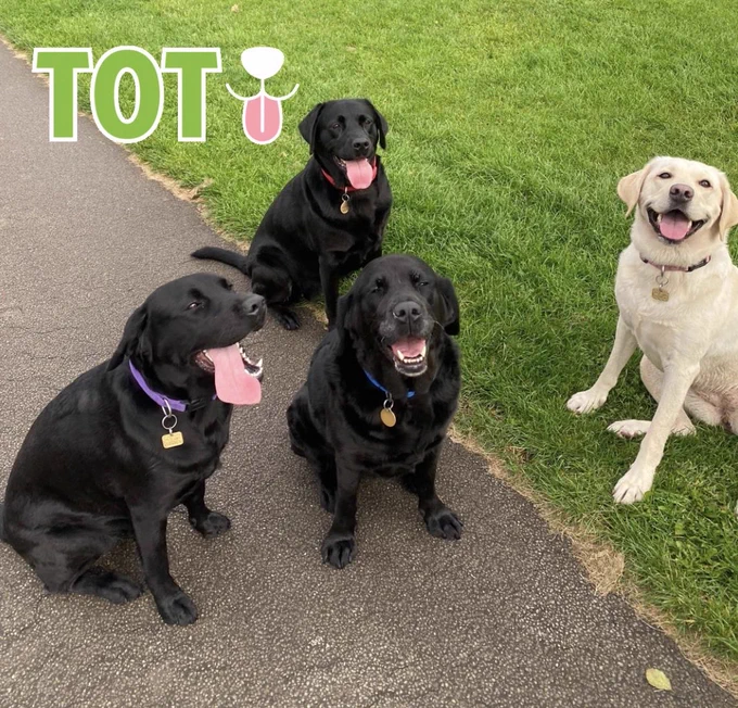 3 black labs and one yellow lab sitting in the park, across the grass and path