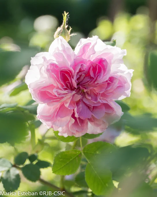 Rosa 'Quatre Saisons'
