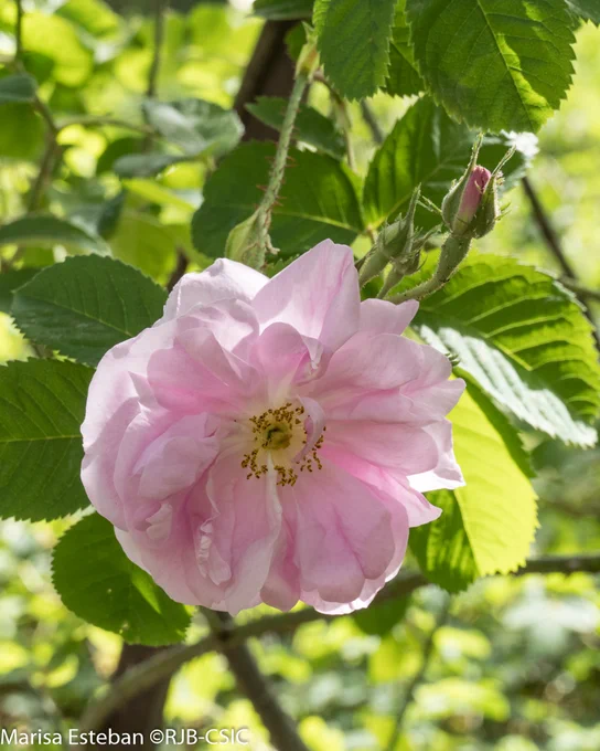 Rosa 'Kazanlik'