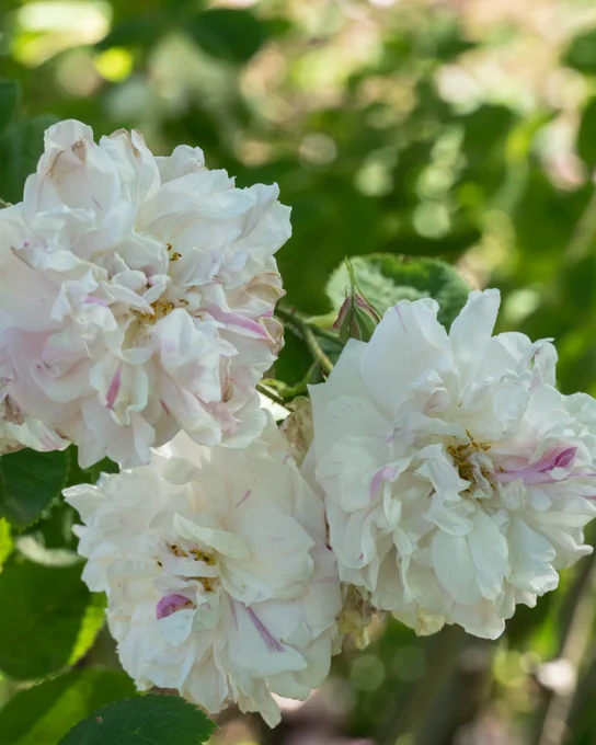 Rosa 'York and Lancaster'