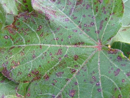 Cotton leaf with reddish discoloration caused by disease. 