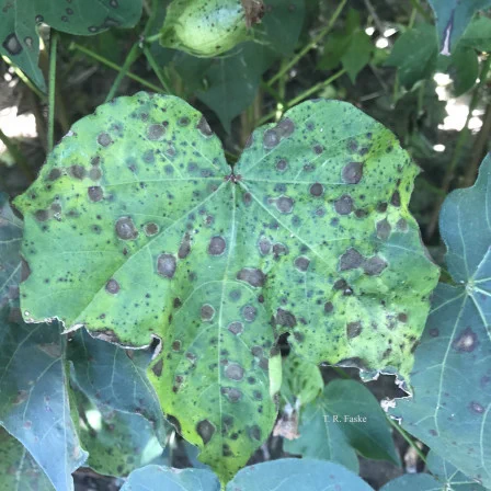 Cotton leaf with dead tissue caused by disease. 