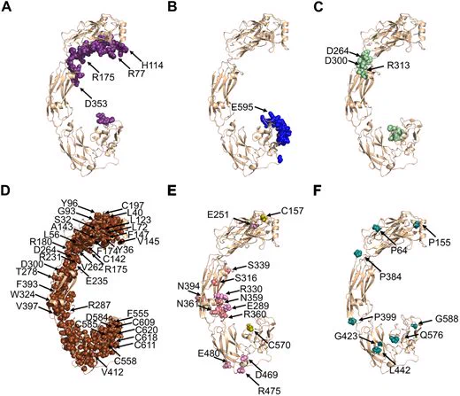 A multi‑panel structural map of the RET extracellular domain highlighting residues linked to Hirschsprung’s disease.
Panel A shows 43 co‑receptor–interacting residues as purple spheres, with four disease‑associated mutations marked by arrows.
Panel B shows 24 ligand‑interacting residues as blue spheres, with one mutated position indicated.
Panel C shows 19 calcium‑binding residues as light‑green spheres, with three mutated positions marked.
Panel D shows 222 buried core residues as brown spheres, with 36 mutated positions labeled.
Panel E highlights 14 residues that stabilize RET structure through hydrogen bonds, salt bridges, or disulfide bonds, shown in shades of pink and olive, with arrows marking disease‑linked mutations.
Panel F shows six positions involving proline or glycine substitutions that destabilize the structure, displayed as teal spheres with arrows.
