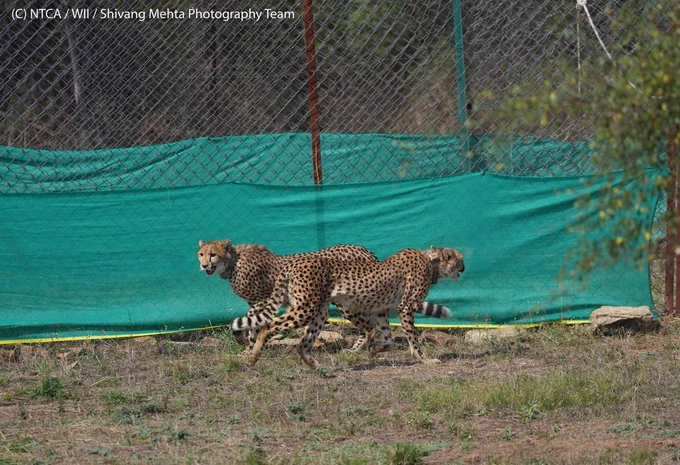 Cheetahs from Botswana released in quarantine enclosures at Kuno National Park.