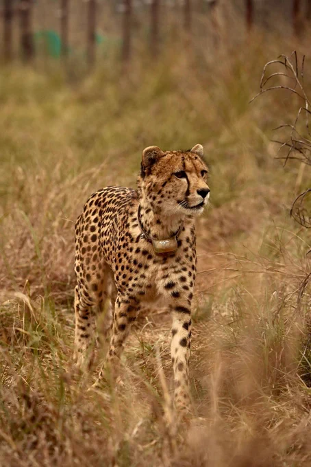 Mukhi, the first Indian-born Cheetah to reach adulthood