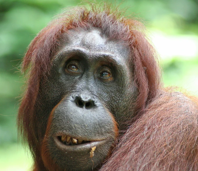 Porträt eines weiblichen Orang-Utans.