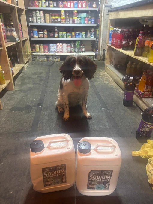 A brown and white Springer Spaniel sat in front of two barrels in a shop