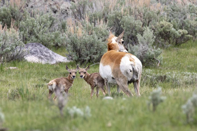 A mother pronghorn standing next to two baby pronghorns in a grassy meadow