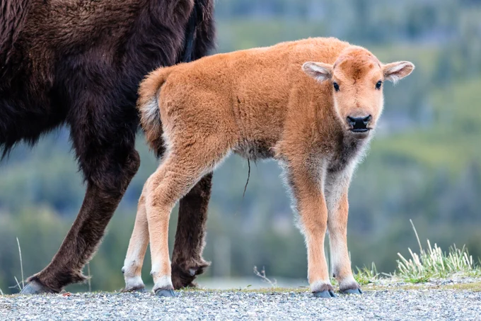 a baby bison with reddish-orange fur standing near its mom and looking at the camera