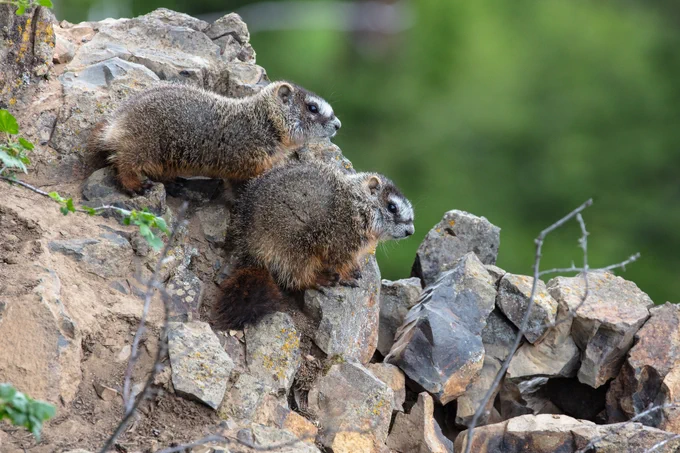 Two yellow-bellied marmot pups on rocks