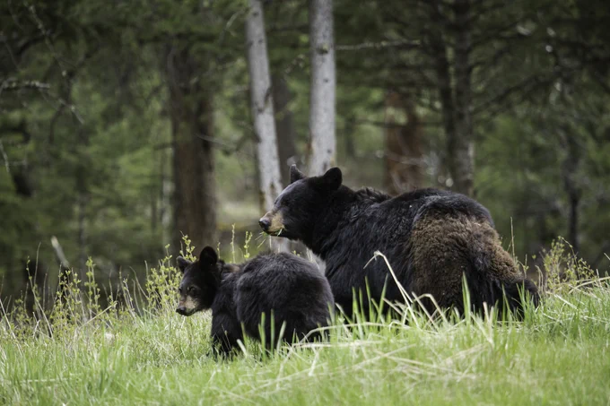 A mother black bear with its cub on a grassy hillside
