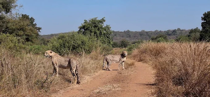 Cheetahs in free-ranging conditions in Kuno National Park