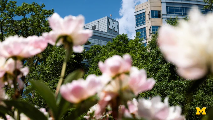 Pink blooming peonies frame the block M on top of CS Mott Children’s Hospital.