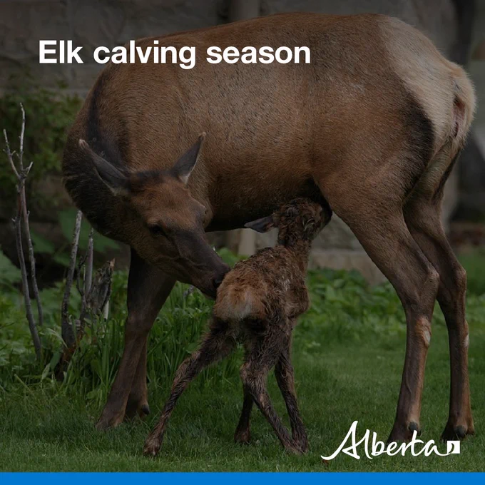 image depicts an elk calf nursing from an elk cow. Text reads Elk calving season with the white Alberta logo in the bottom right corner.
