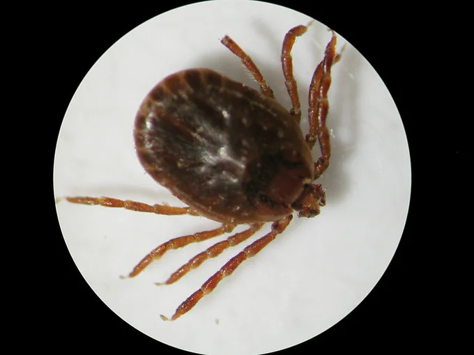 Asian Longhorned tick