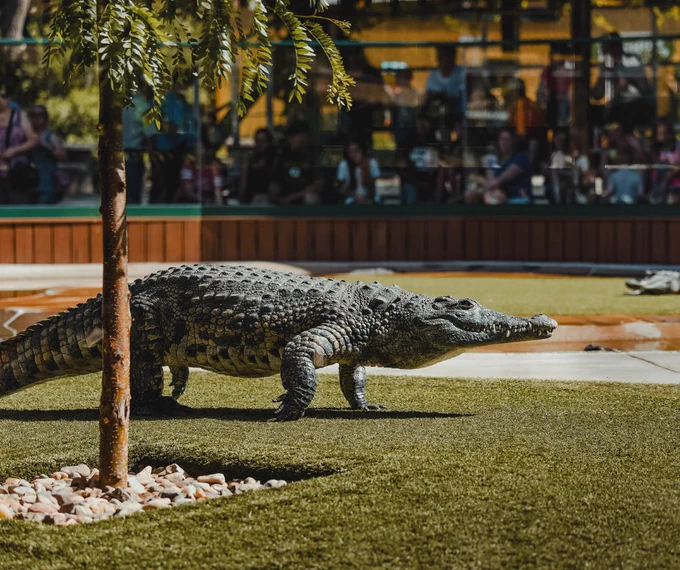 A crocodile walks on a grassy area near a young tree, with people seated in the background behind a fence.