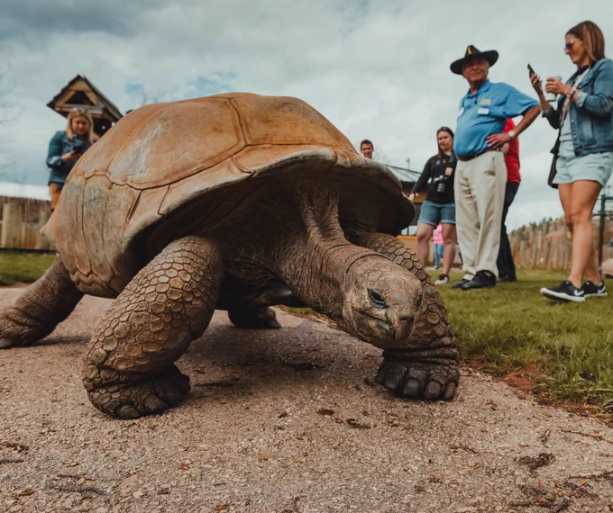 A large tortoise walks along a paved path, surrounded by people observing and taking photos. In the background, there is a grassy area and an overcast sky.