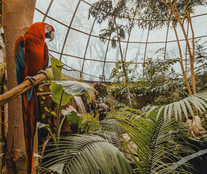 A vibrant parrot perched on a branch inside a lush indoor tropical garden with dense greenery and large glass dome roof.