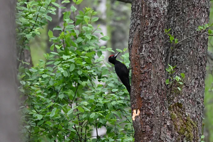 Black Woodpecker male